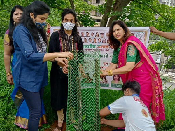 Tree Plantation