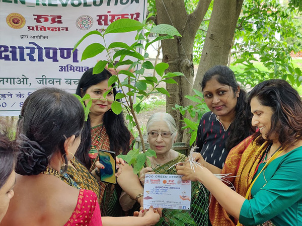 Tree Plantation